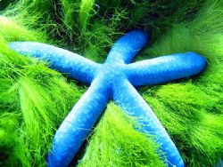 A blue starfish on green turtle grass taken in Queensland... by Ryan Frimel 